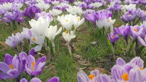 Spring flowering of crocuses Stock Footage 236580669
