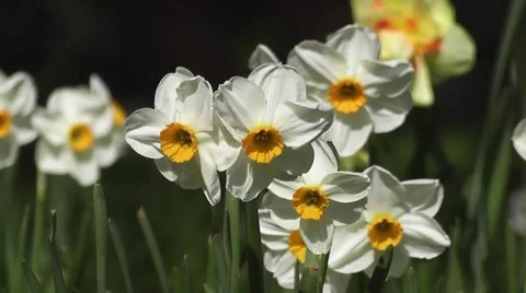 Spring Flowering Daffodils Gently Nodding in the Wind Stock-Footage 48660527