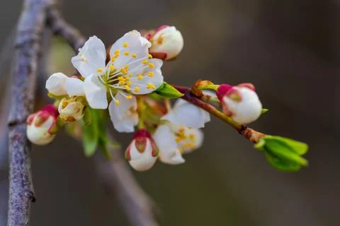 Spring flowering displays both open blooms and unopened buds Stock Photos