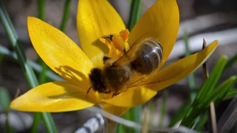 Spring flowering of early Crocus flavus, with honeybees (Apis mellifera) co.. Stock Footage 332550454
