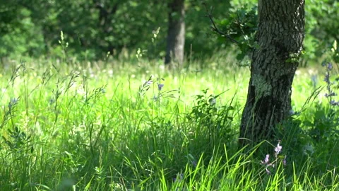 Spring flowering field part 1 스톡 동영상 138382210