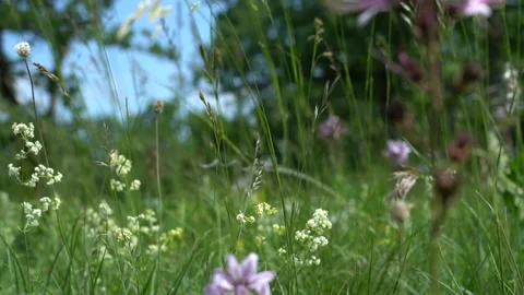 Spring flowering field part  2 스톡 동영상 138383949