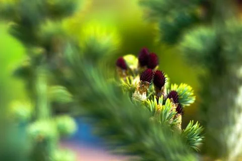 Spring flowering fir selective focus Stock Photos