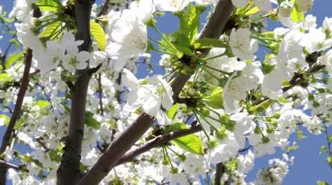 Spring flowering Stock Footage 8973144
