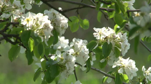 Spring flowering Stock Footage 37781048