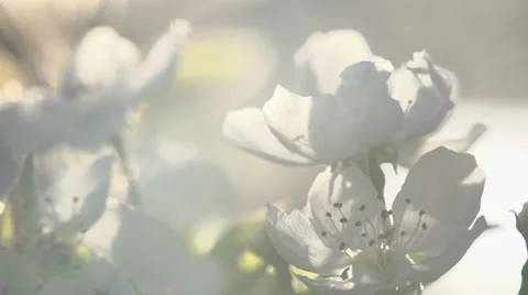 Spring Flowering Stock Footage 38402128