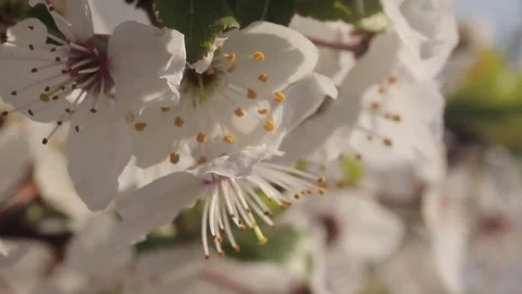 Spring flowering Stock Footage 73871630