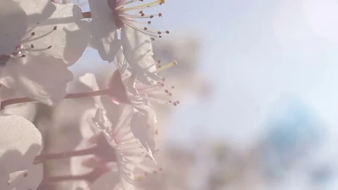 Spring flowering Stock Footage 73872860