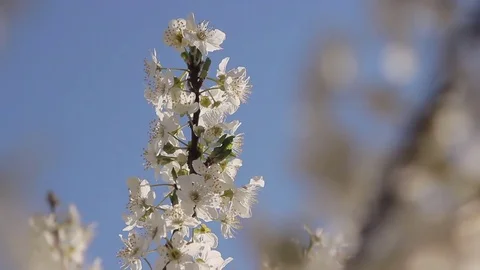 Spring flowering Stock Footage 73873570