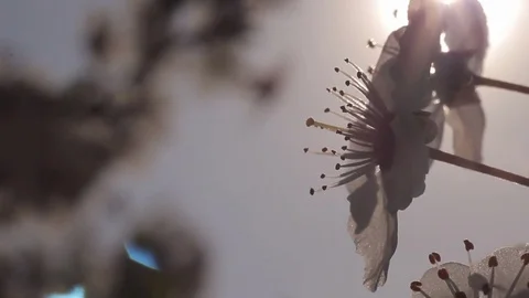 Spring flowering Stock Footage 73873688