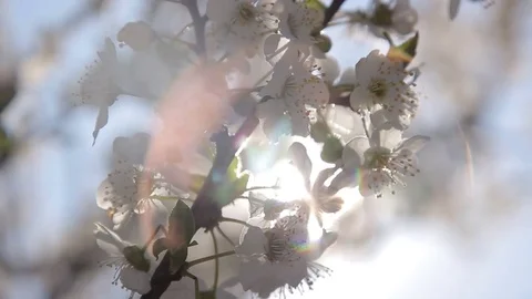 Spring flowering Stock Footage 73873786