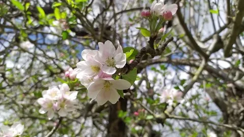 Spring flowering Stock Footage 152713191