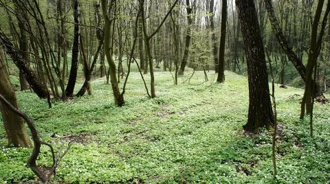 Spring flowering forest and trees with young leaves Stock Photos