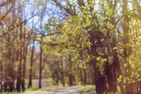 Spring flowering forest Stock Photos