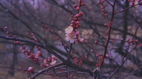 Spring flowering fruit tree and light snow in slow motion Vídeos de archivo 127423744