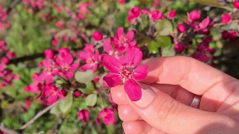  Spring Flowering Of A Fruit Tree Branch. Stock Footage 155089750