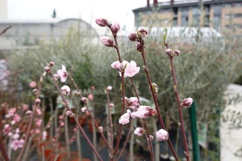 Spring flowering of fruit trees. first buds of fruit tree flowers. Stock Photos