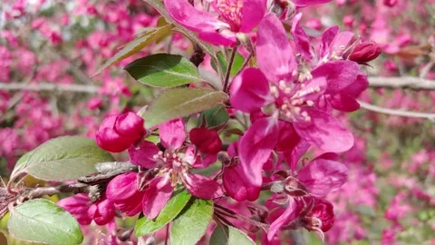 Spring Flowering Of Fruit Trees. Stock Footage 154900370