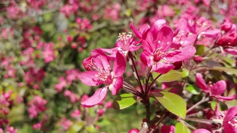 Spring Flowering Of Fruit Trees. Stock Footage 154900374