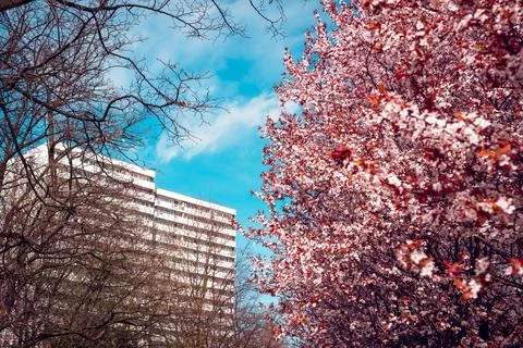 Spring flowering fruit trees in the foreground. A residential building in t.. Foto stock