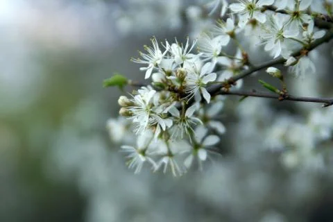 Spring flowering of fruit trees Stockfoto's