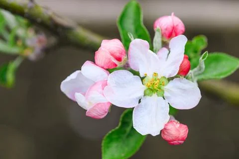 Spring flowering fruit trees Stock Photos