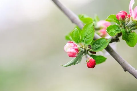 Spring flowering fruit trees Stock Photos
