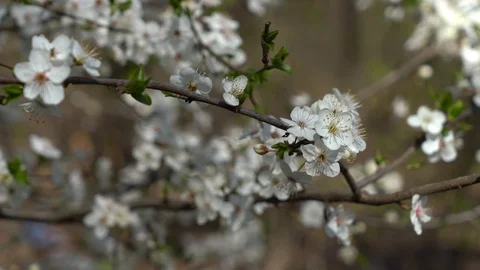 Spring flowering fruit trees, pure nature Stock Footage 127920414