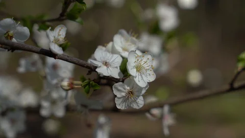 Spring flowering fruit trees, pure nature Stock Footage 127920445