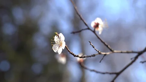 Spring flowering fruit trees, pure nature Stock Footage 127920508