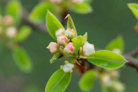 Spring flowering fruit trees with white flowers against a blue sky. Plum Stock Photos