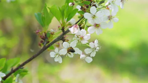Spring flowering of fruit trees. The wind shakes the flowers. close-up. 4k Video stock 154358853