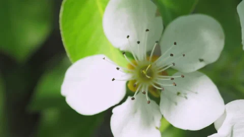 Spring flowering of fruit trees. The wind shakes the flowers. close-up Stock Footage 154359563