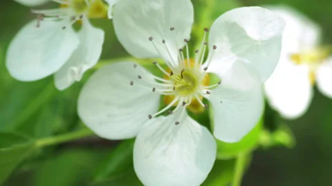 Spring flowering of fruit trees. The wind shakes the flowers. close-up Vídeos de archivo 154359882