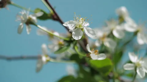Spring flowering of fruit trees. The wind shakes the flowers. close-up Video stock 154361140