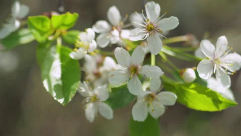 Spring flowering of fruit trees. The wind shakes the flowers. close-up Stock Footage 154361286