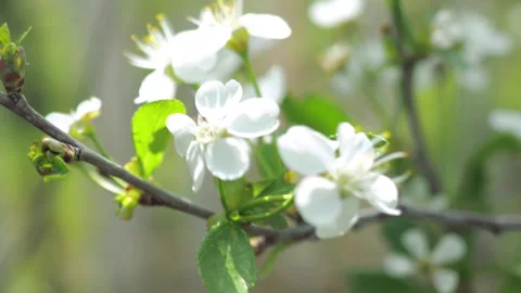 Spring flowering of fruit trees. The wind shakes the flowers. close-up Stock Footage 154361576