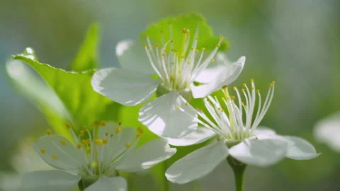 Spring flowering of fruit trees. The wind shakes the flowers. close-up Stock Footage 154362710