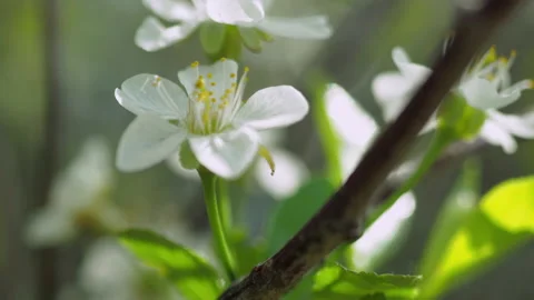Spring flowering of fruit trees. The wind shakes the flowers. close-up Stock Footage 154363318