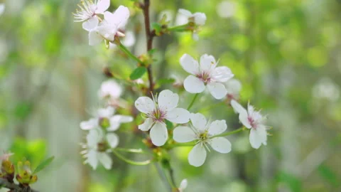 Spring flowering of fruit trees. The wind shakes the flowers. close-up Stock Footage 154364016