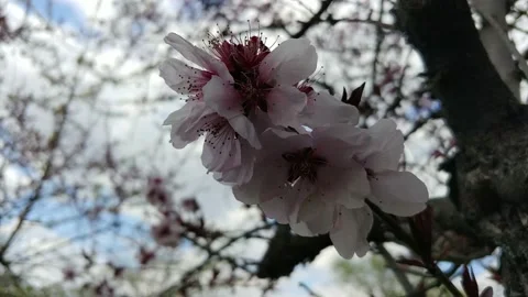 Spring Flowering Of Fruit Trees. The Wind Shakes The Flowers. Stock Footage 154900391