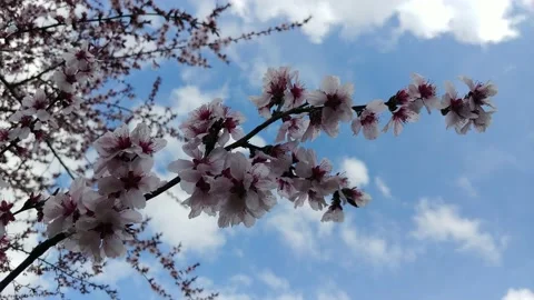 Spring Flowering Of Fruit Trees. The Wind Shakes The Flowers. Stock Footage 154900394