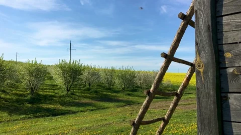 Spring flowering garden Stock Footage 94720298