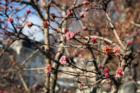 Spring flowering in Interlaken Stock Photos