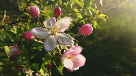 Spring flowering Japanese cherry tree Stock Footage 250006078