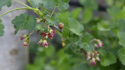 Spring flowering Josta 库存影片 74900307