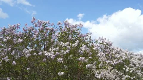 Spring Flowering Lilac Against White Cloud Stock Footage 11237685