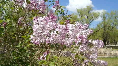 Spring Flowering Lilac Bush 動画素材 11237683