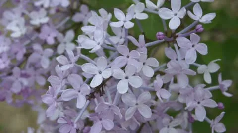 Spring Flowering Lilac in the Shadow Stock Footage 11237672