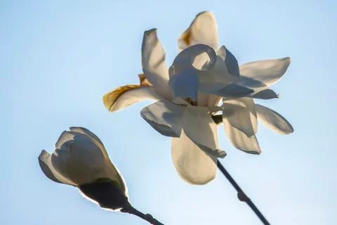 Spring flowering magnolia tree. Flora and Botany Stock Photos